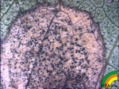 Mycosphaerella - Detalle de peritecas.jpg